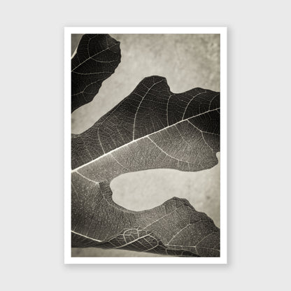 Fig Leaf 1