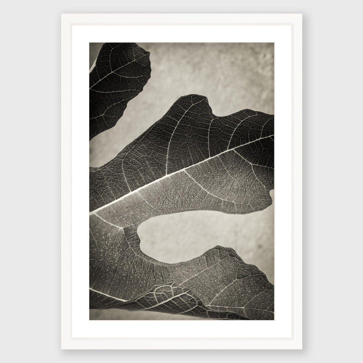 Fig Leaf 1