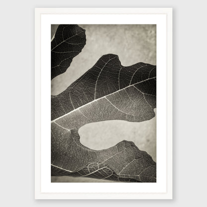 Fig Leaf 1