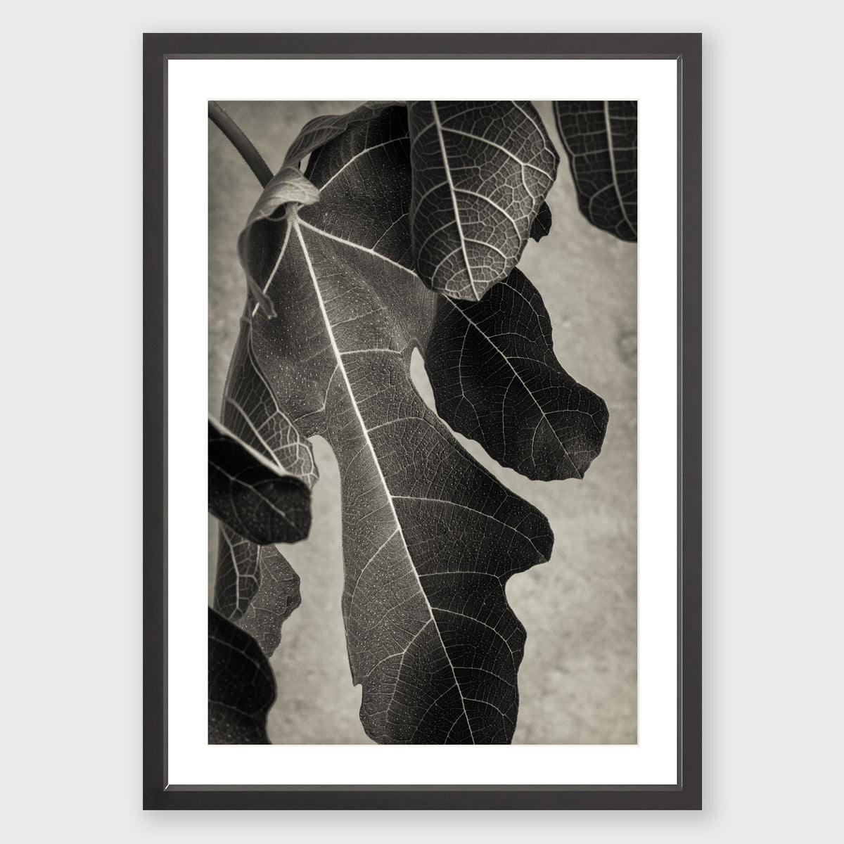 Fig Leaf 2