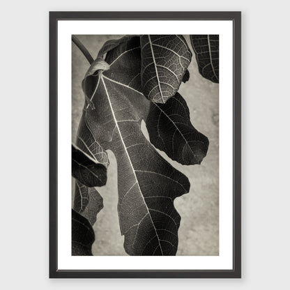 Fig Leaf 2