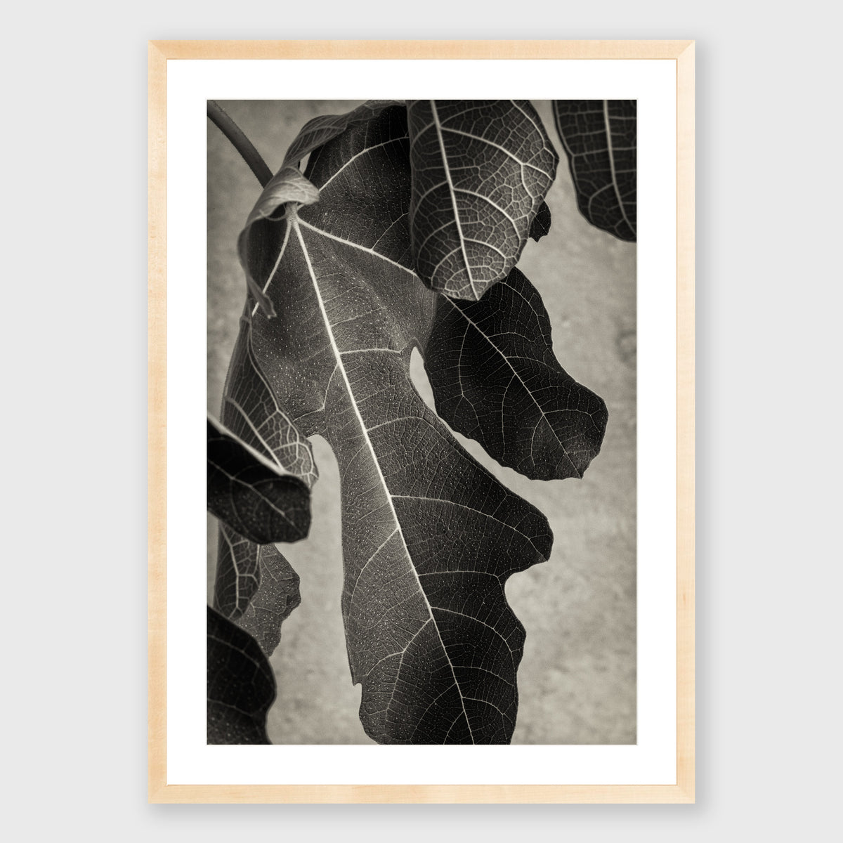 Fig Leaf 2
