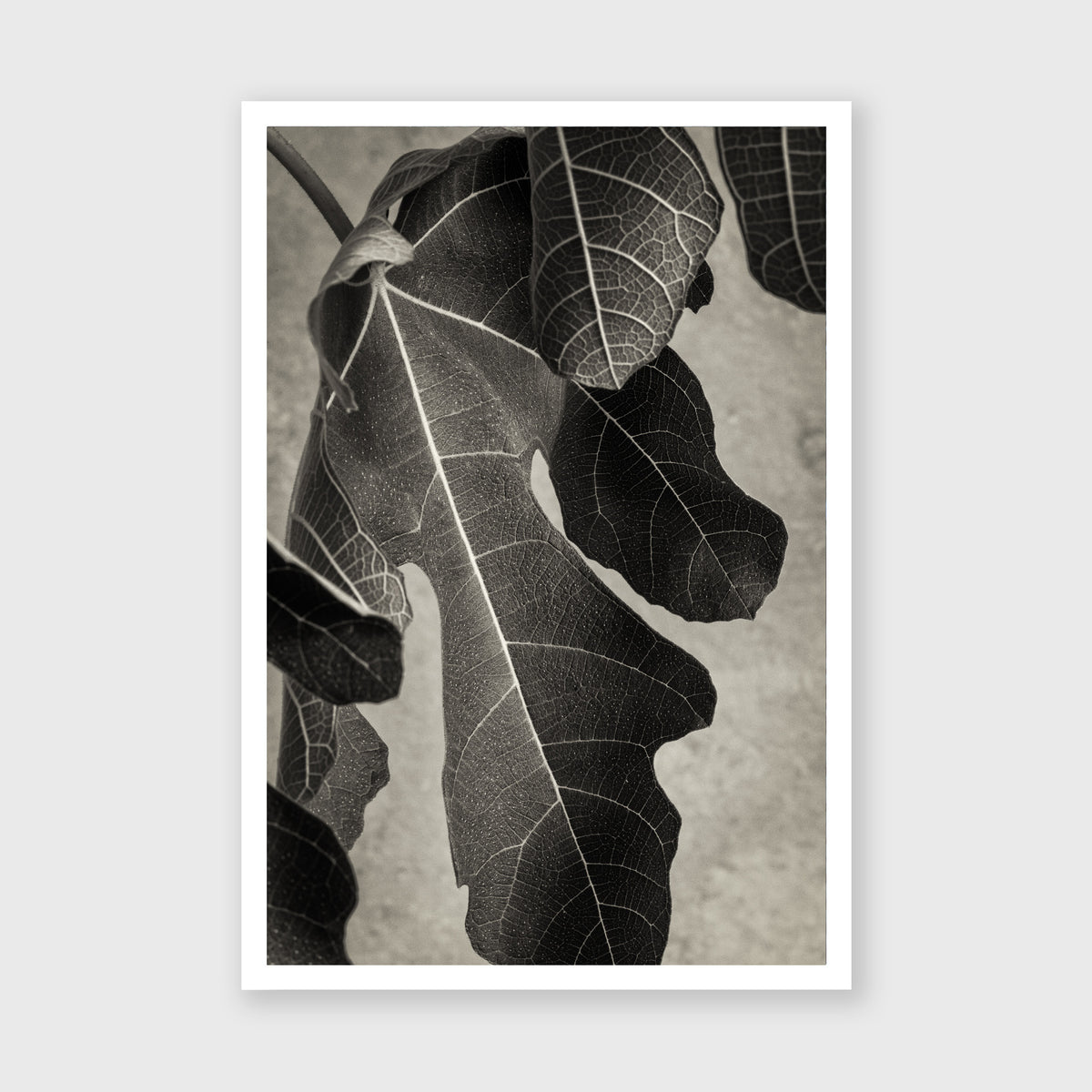 Fig Leaf 2
