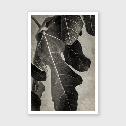 Fig Leaf 2