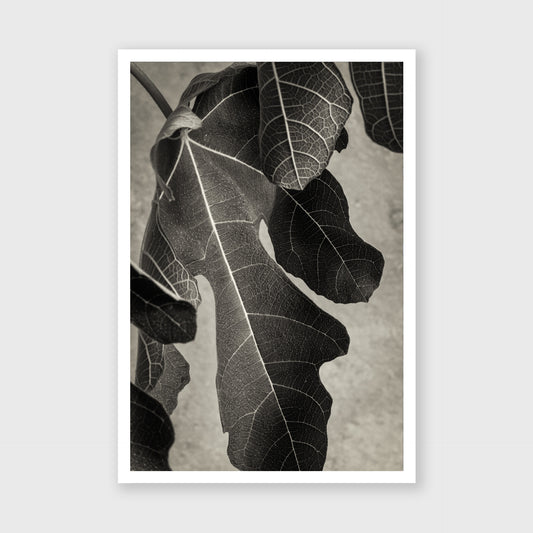 Fig Leaf 2