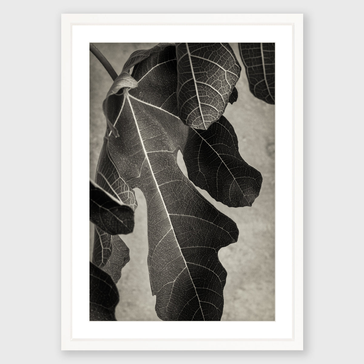 Fig Leaf 2