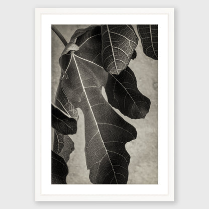 Fig Leaf 2