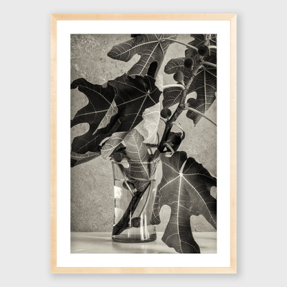 Fig Leaf 3