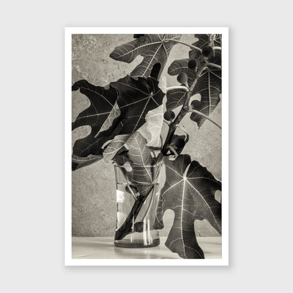 Fig Leaf 3