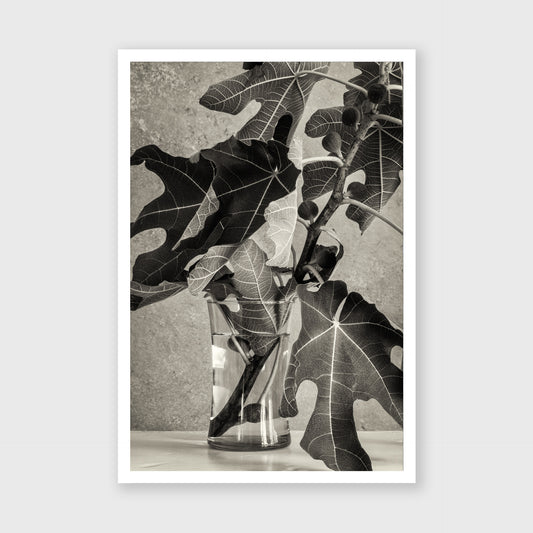 Fig Leaf 3
