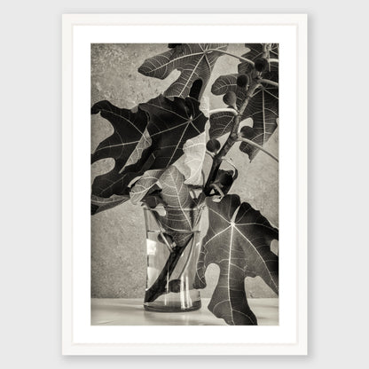 Fig Leaf 3