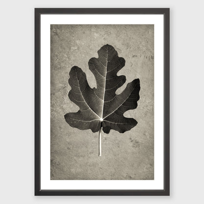 Fig Leaf 4
