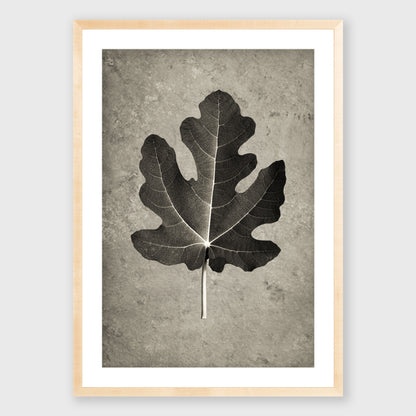 Fig Leaf 4