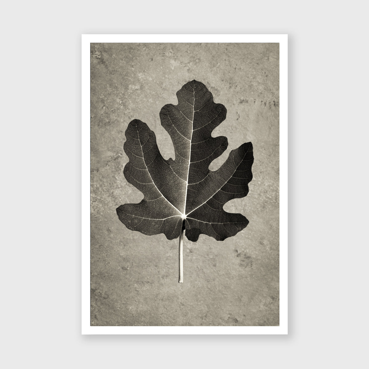 Fig Leaf 4