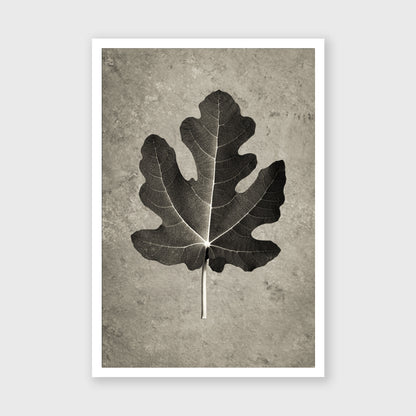 Fig Leaf 4