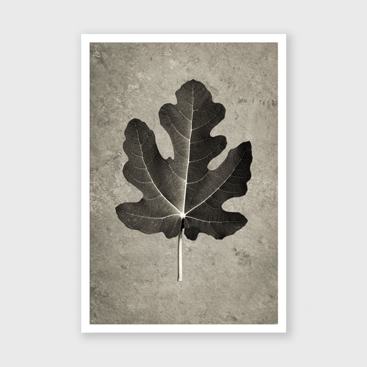 Fig Leaf 4
