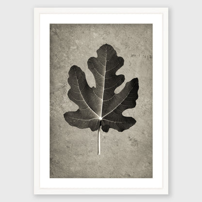 Fig Leaf 4