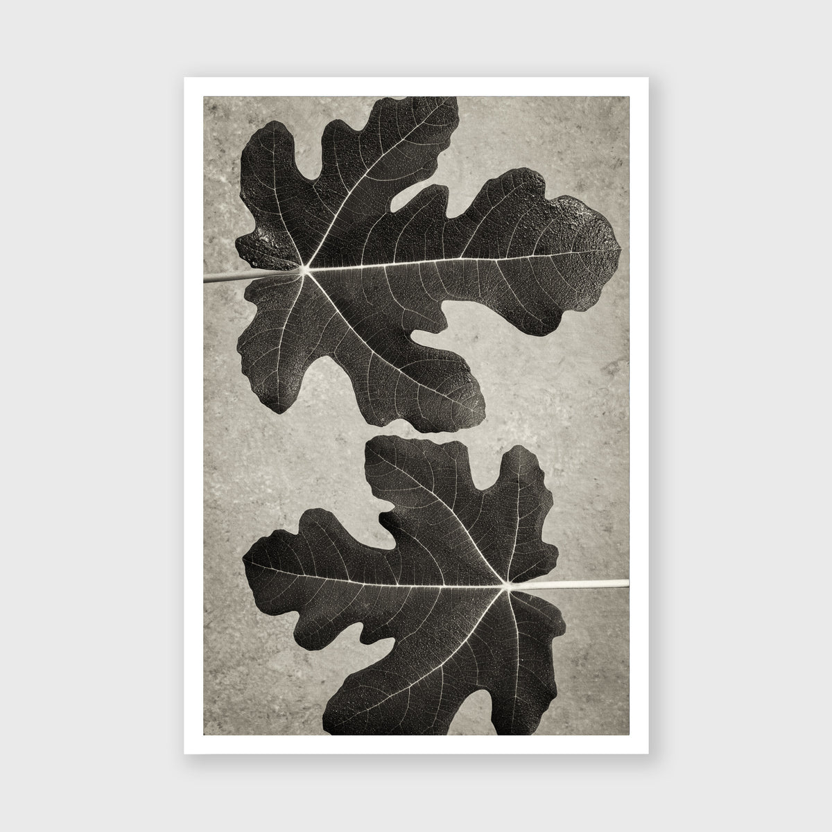 Fig Leaf 5