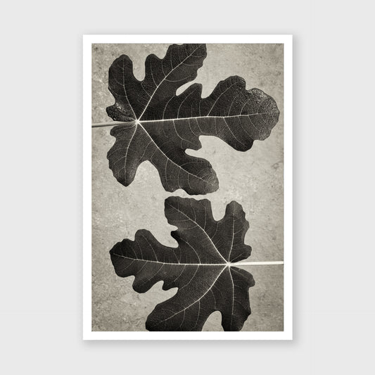 Fig Leaf 5