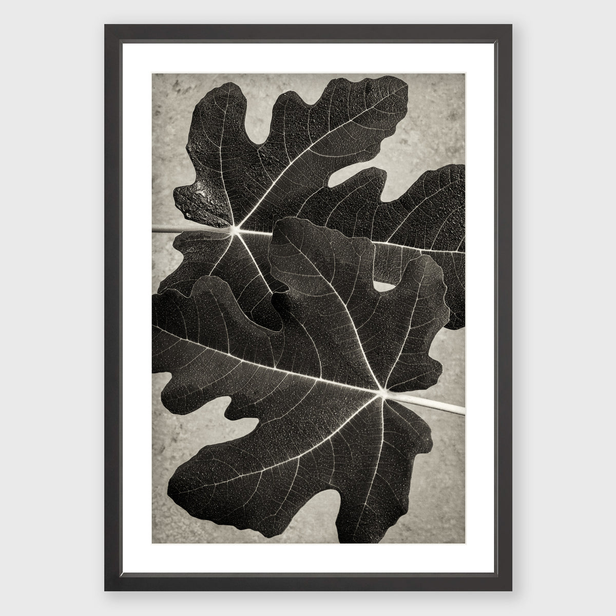 Fig Leaf 6