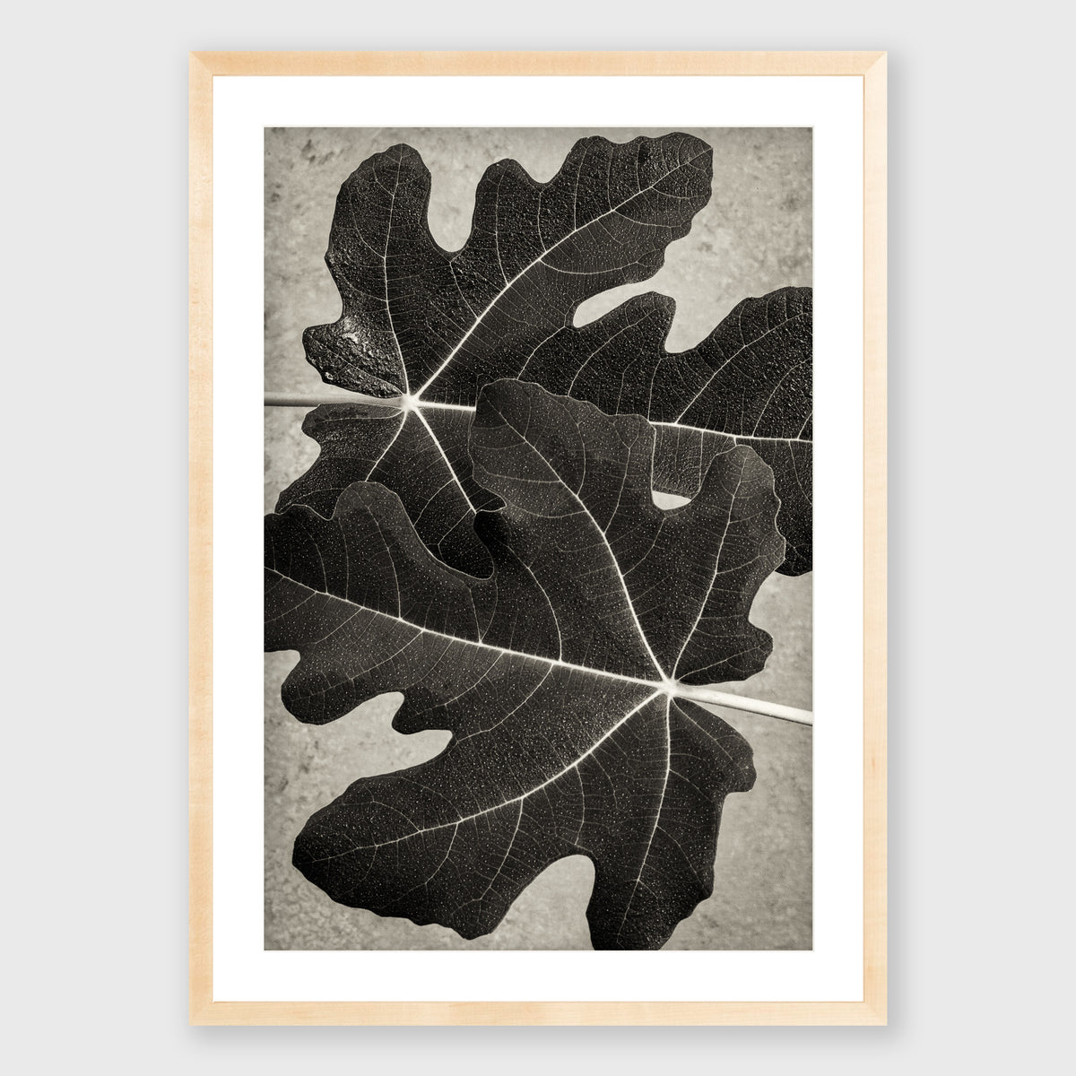 Fig Leaf 6