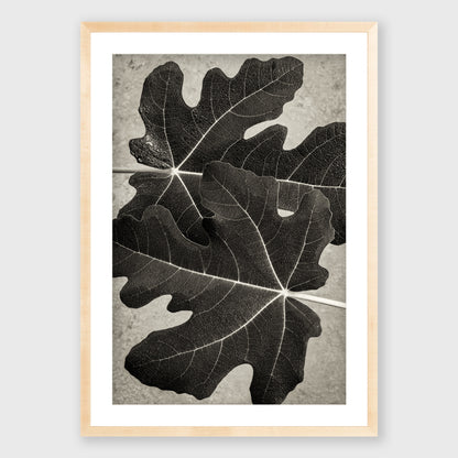 Fig Leaf 6