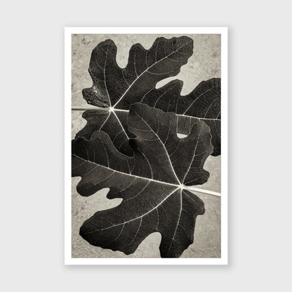 Fig Leaf 6