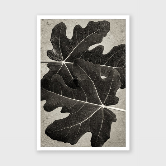 Fig Leaf 6