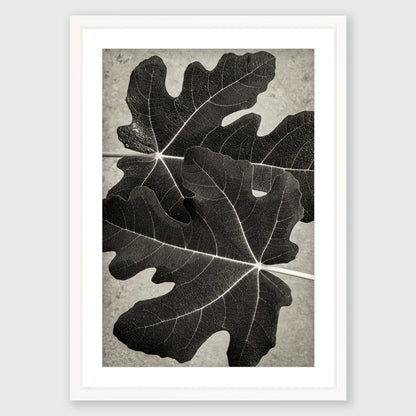 Fig Leaf 6