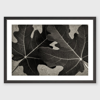 Fig Leaf 7