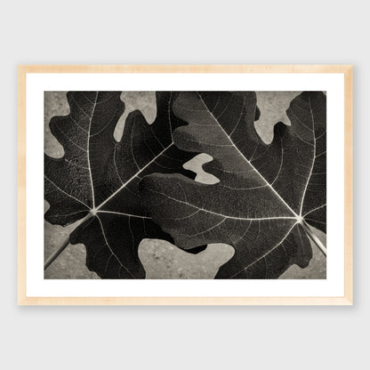 Fig Leaf 7