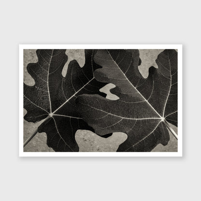Fig Leaf 7