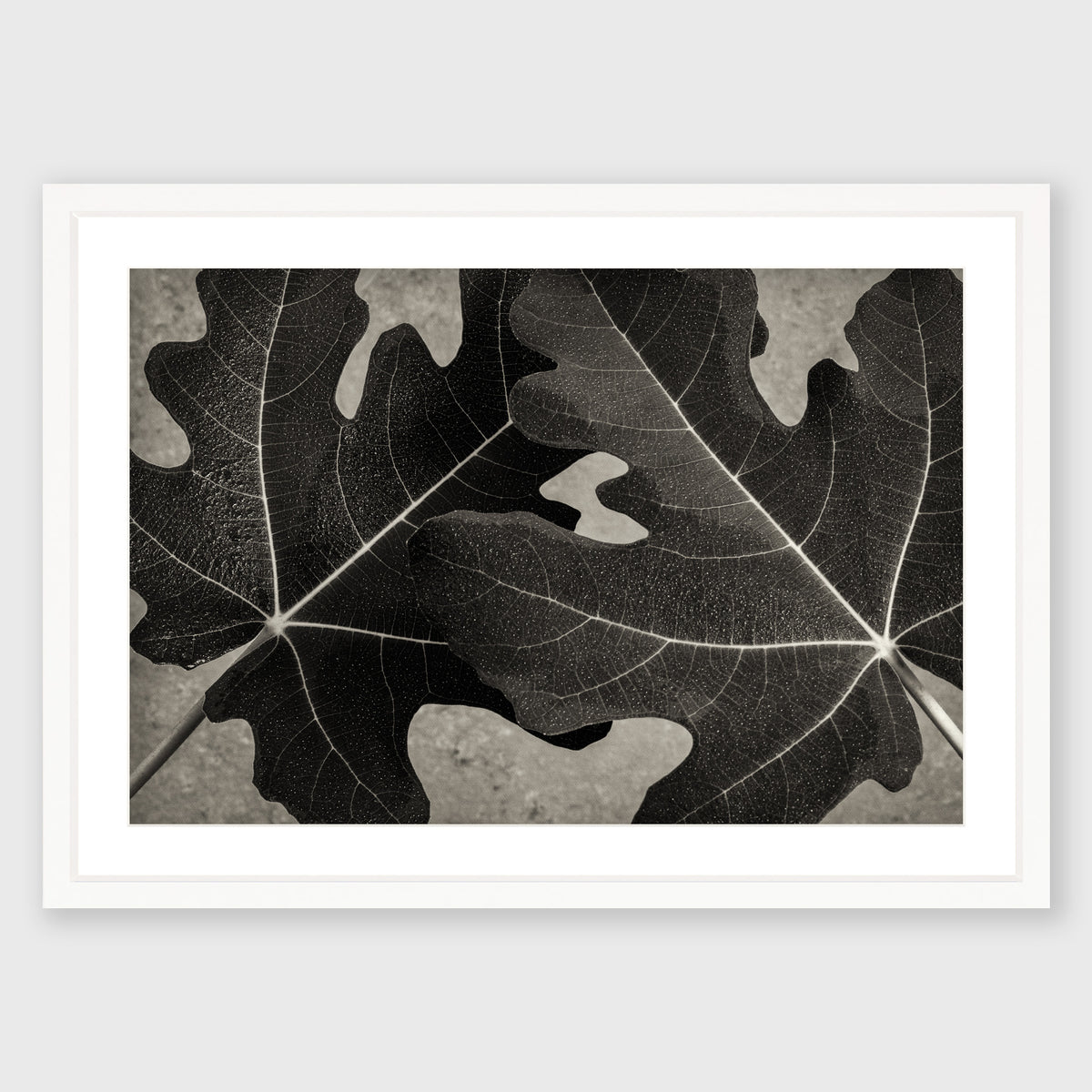 Fig Leaf 7