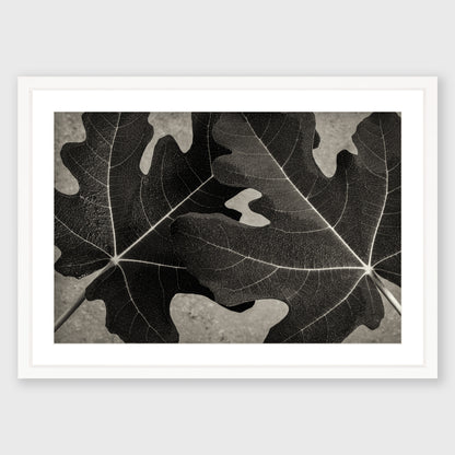 Fig Leaf 7