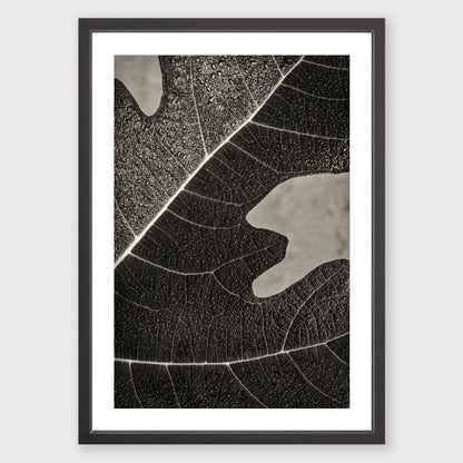 Fig Leaf 8