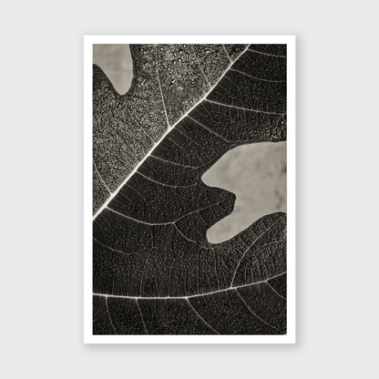 Fig Leaf 8