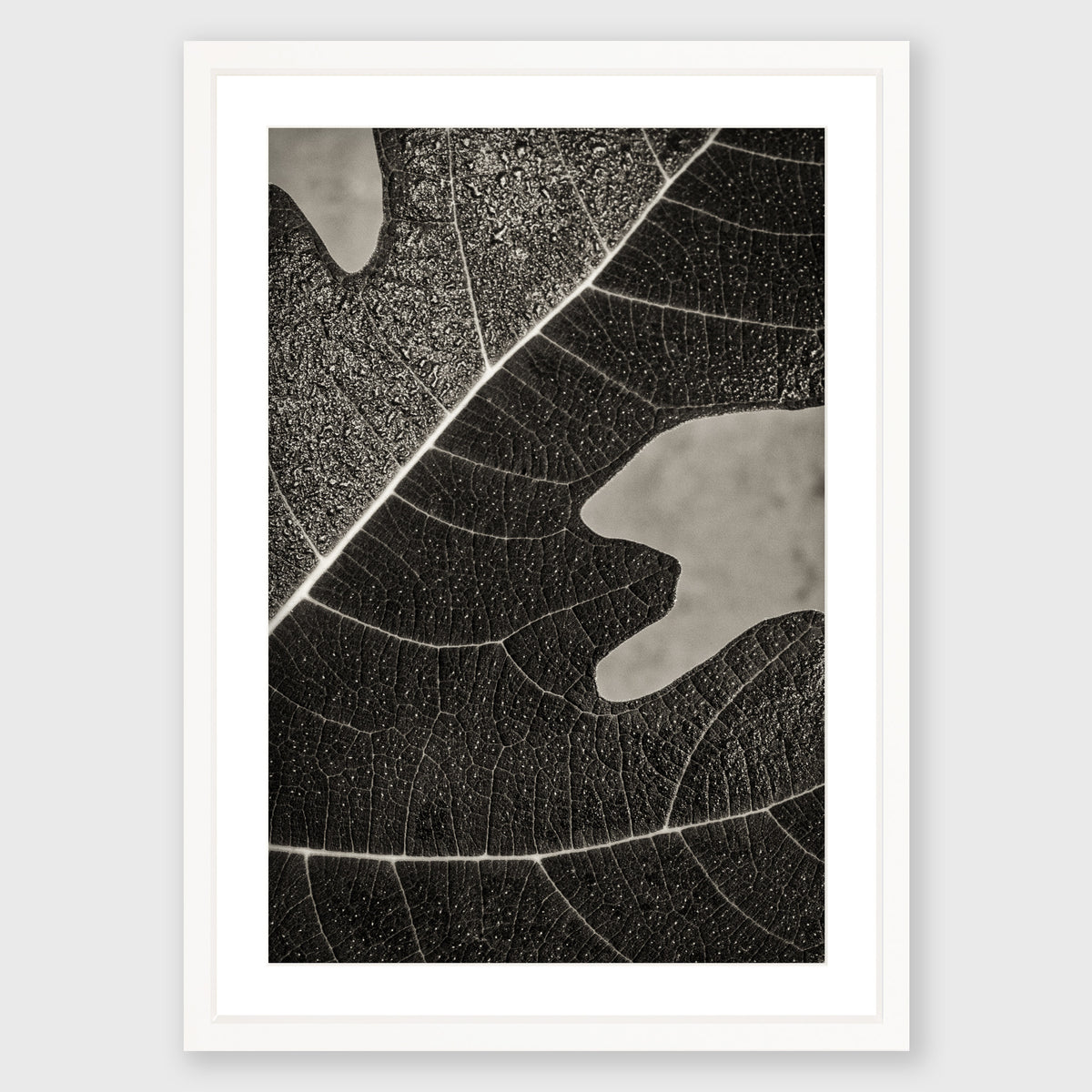 Fig Leaf 8