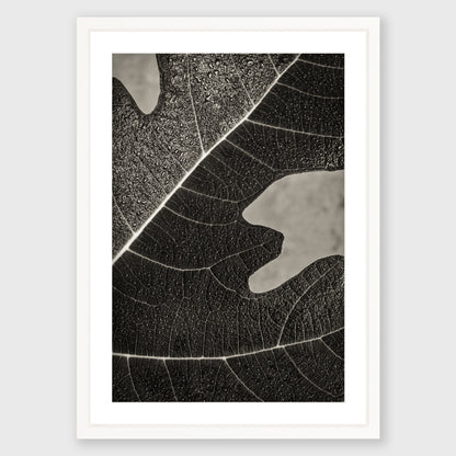Fig Leaf 8