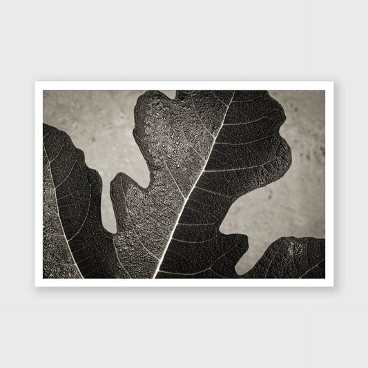 Fig Leaf 10
