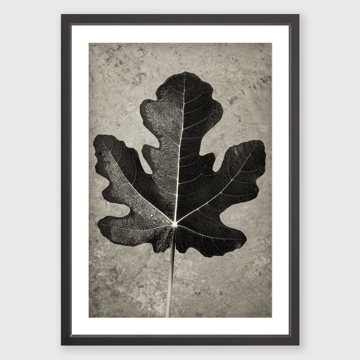 Fig Leaf 11