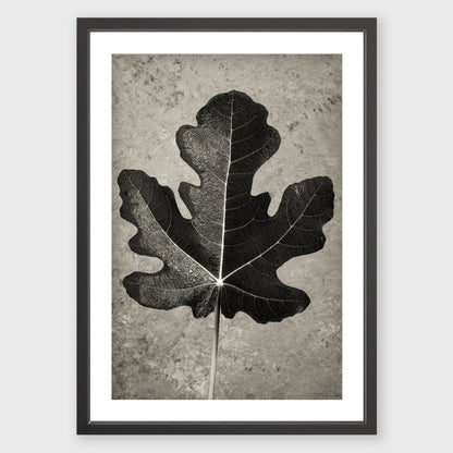Fig Leaf 11