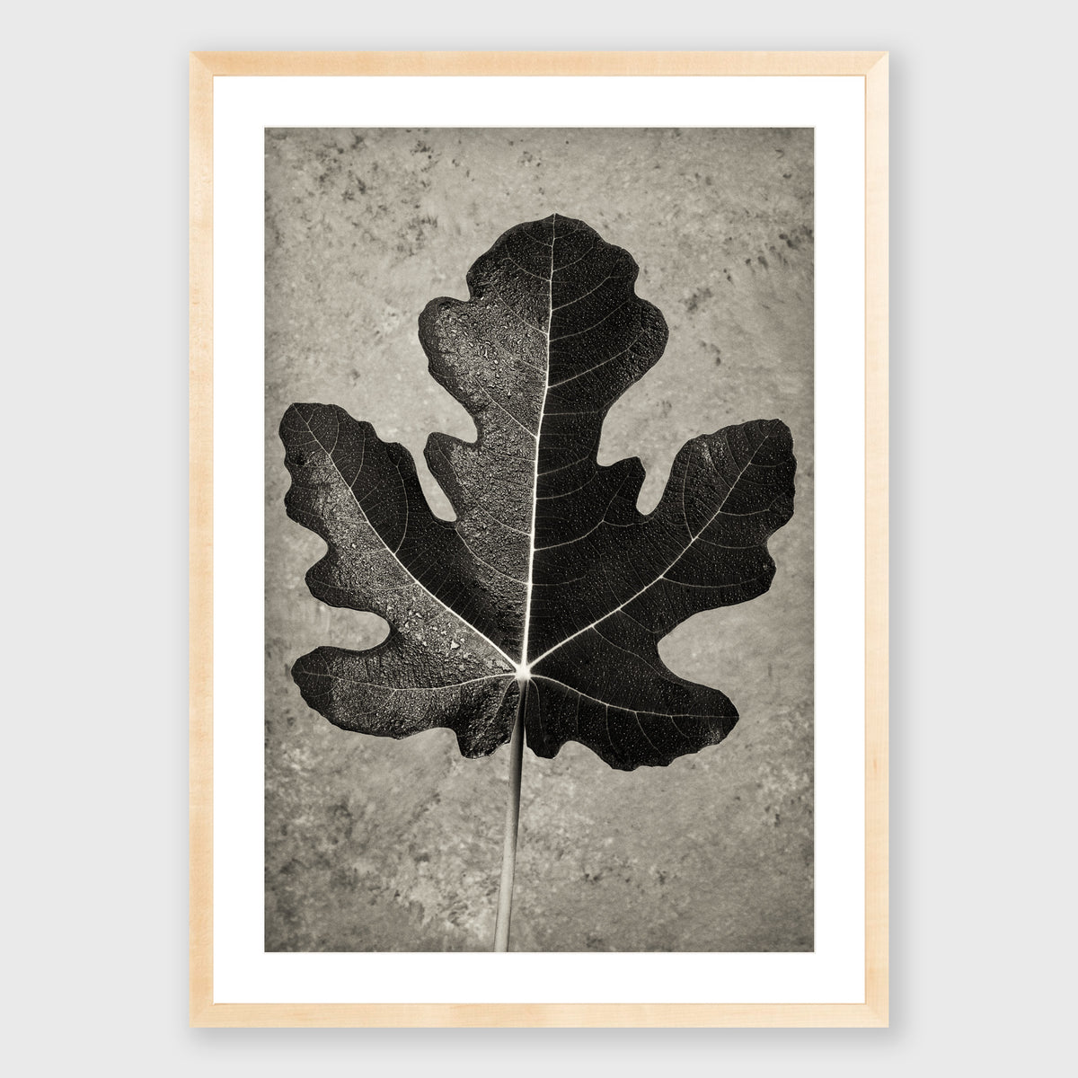 Fig Leaf 11