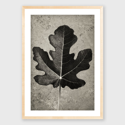 Fig Leaf 11