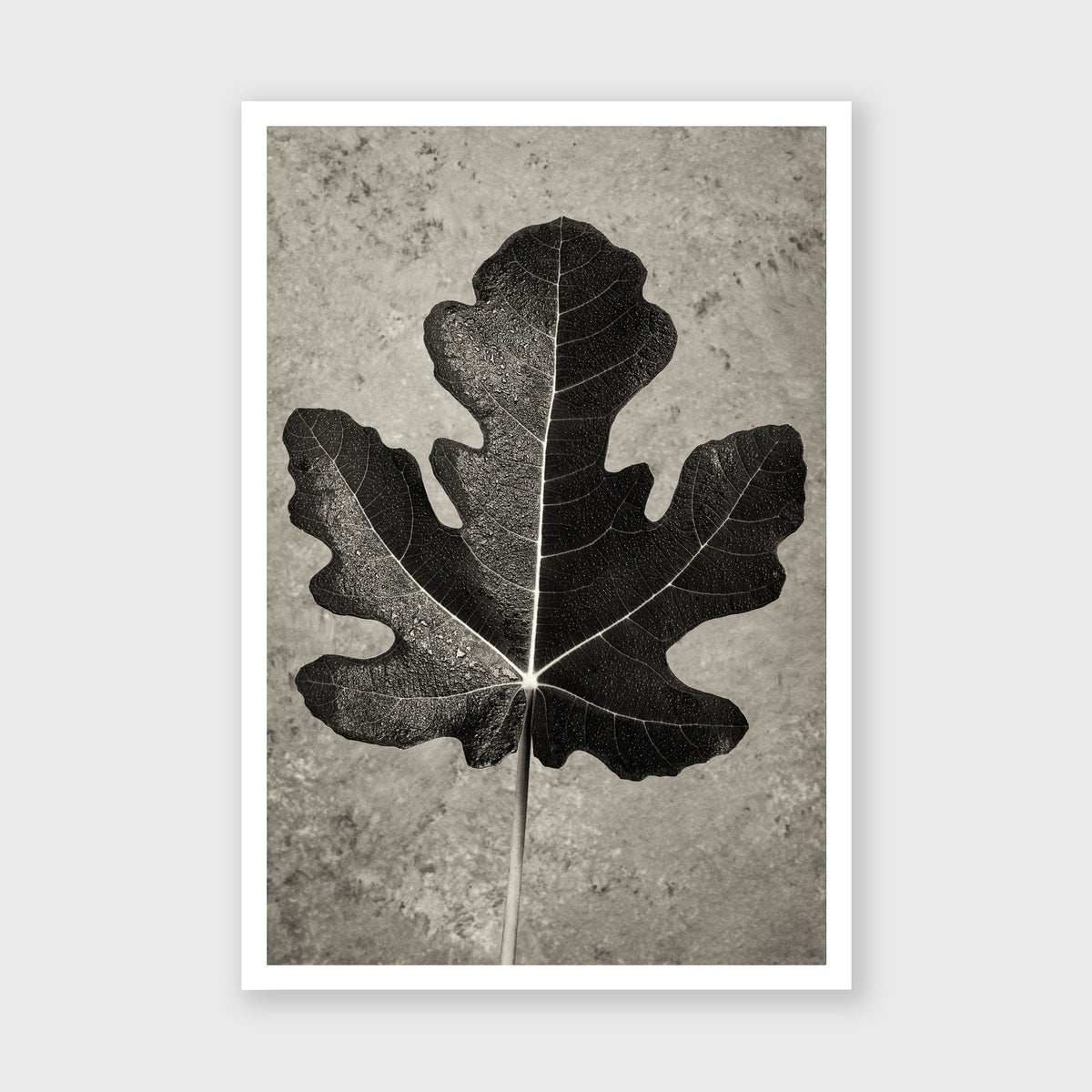 Fig Leaf 11