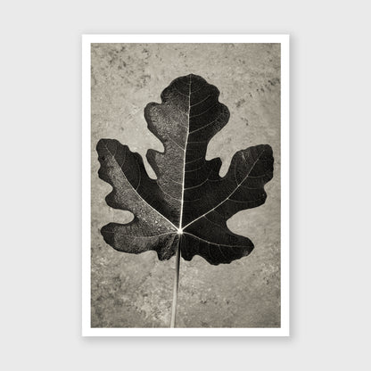 Fig Leaf 11