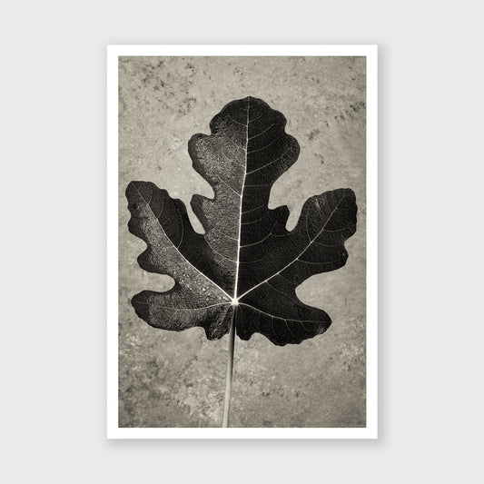 Fig Leaf 11