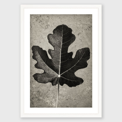 Fig Leaf 11