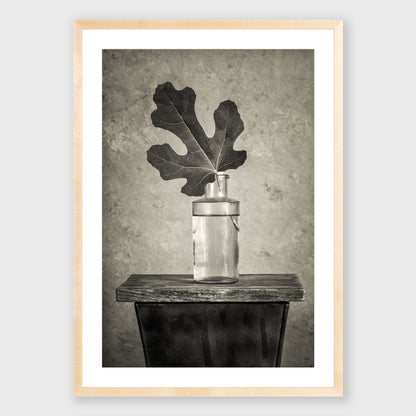 Fig Leaf 12