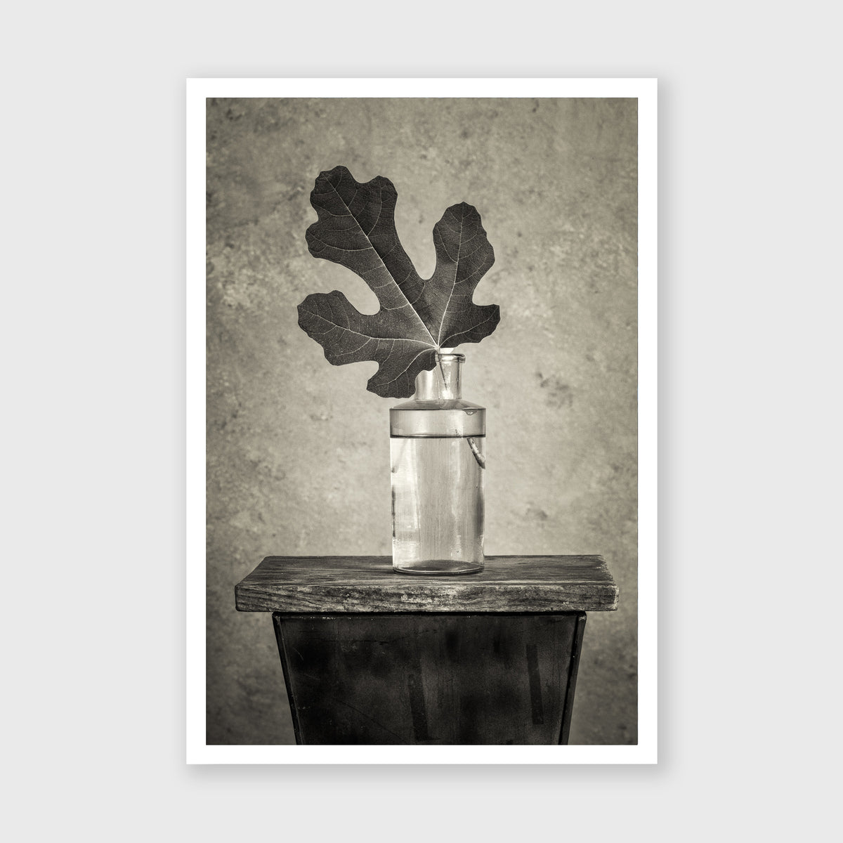 Fig Leaf 12