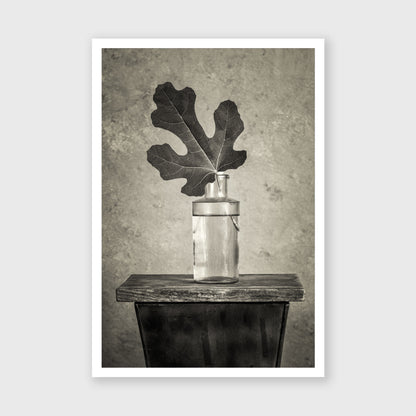 Fig Leaf 12